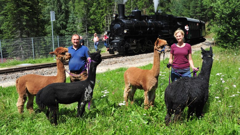 Alpakaexpress, © NÖVOG/knipserl.at Zwei Personen führen Alpakas auf einer Wiese neben einer Dampflokomotive.