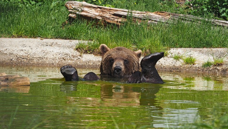 Braunb&auml;r nimmt ein Bar