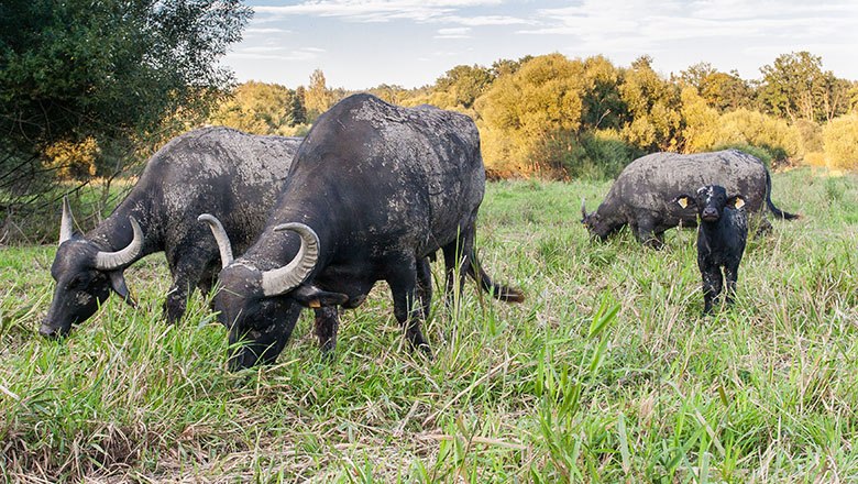 drei große und ein kleiner Wasserbüffel stehen zusammen auf einer Wiese