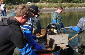 Menschen in Arbeitskleidung fangen Karpfen mit einem Netz an einem Teichufer.