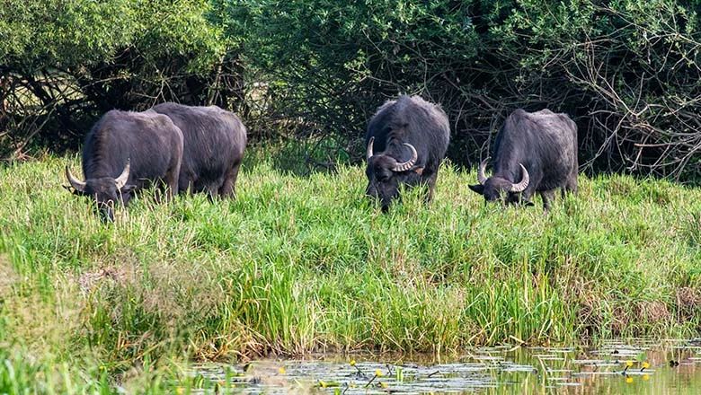 Drei Wasserbüffel grasen am Ufer eines Teichs vor dichtem Gebüsch.