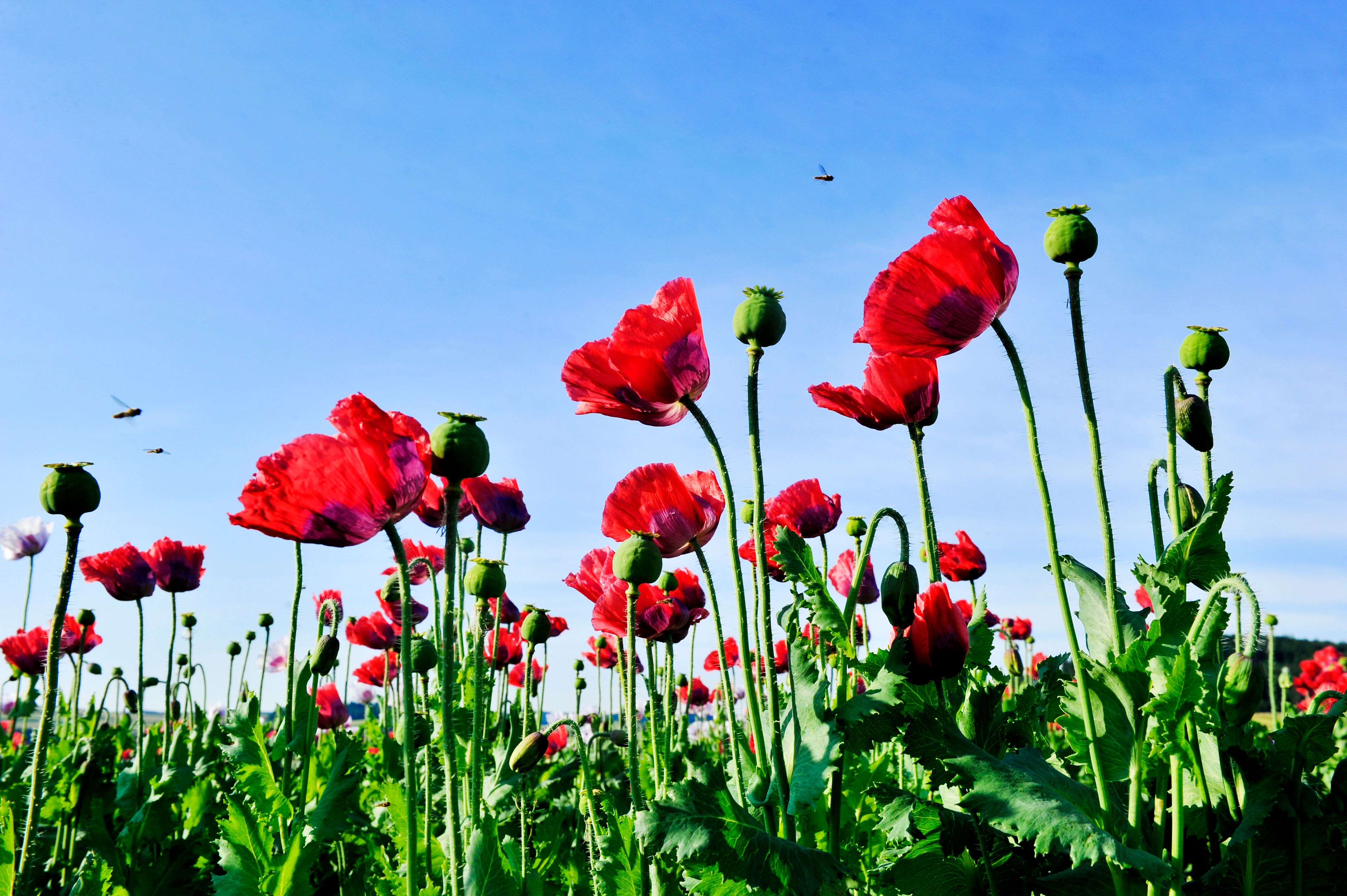 Leuchtend rote Mohnblumen und grüne Samenkapseln ragen auf langen Stielen vor einem klaren blauen Himmel empor. Mehrere Insekten fliegen über dem blühenden Feld.