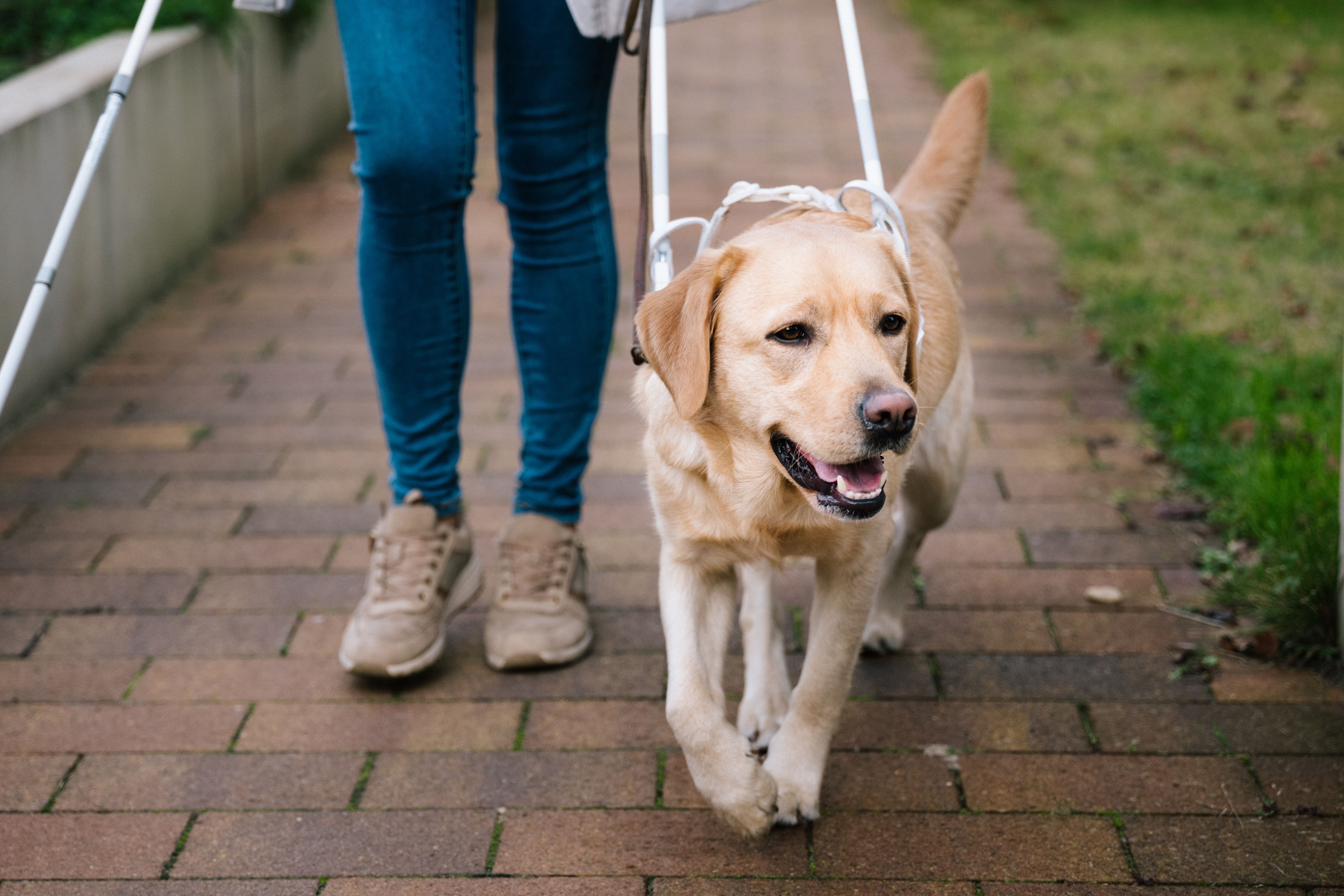 Blindenführhund mit Führgeschirr geht neben einer Person mit Blindenstock auf einem gepflasterten Weg.