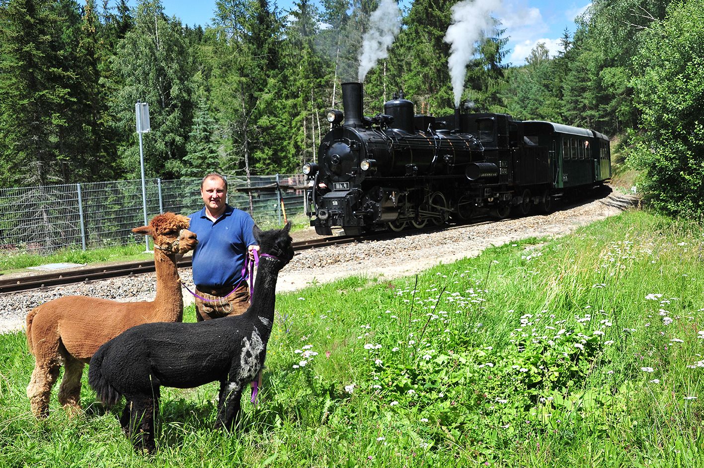Zwei Alpakas gehalten am Halfter gehalten von ihrem Besitzer. Im Hintergrund steht die Dampflok der Waldviertelbahn.