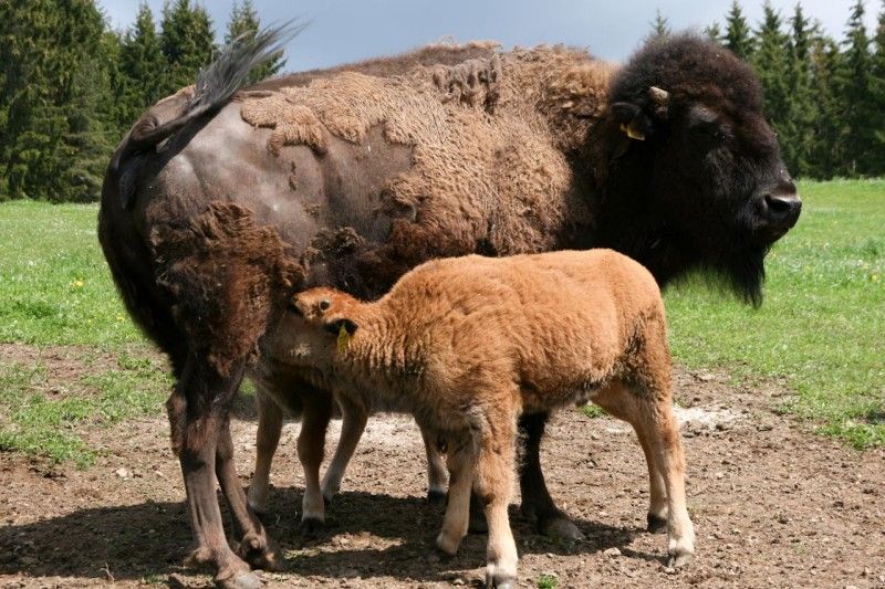 Bison