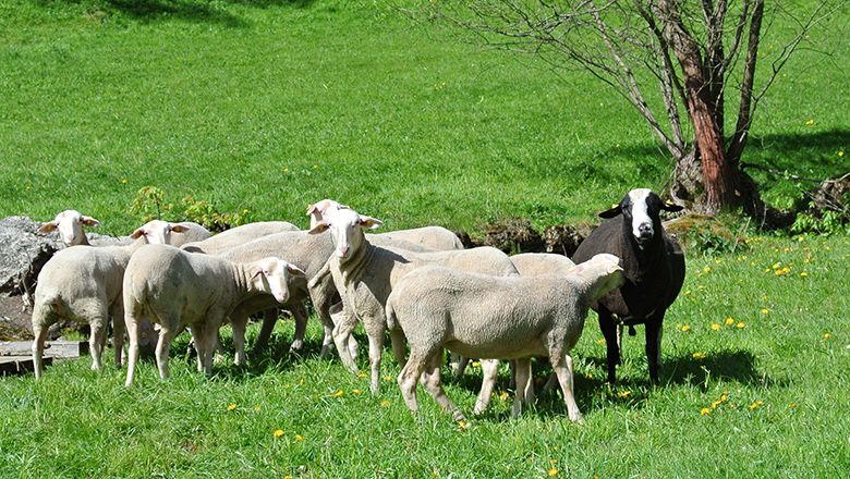 Eine Gruppe von Schafen, darunter ein schwarzes Schaf, steht auf einer grünen Wiese.