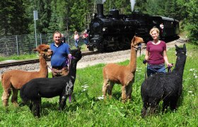 Zwei Personen f&uuml;hren Alpakas auf einer Wiese neben einer Dampflokomotive.