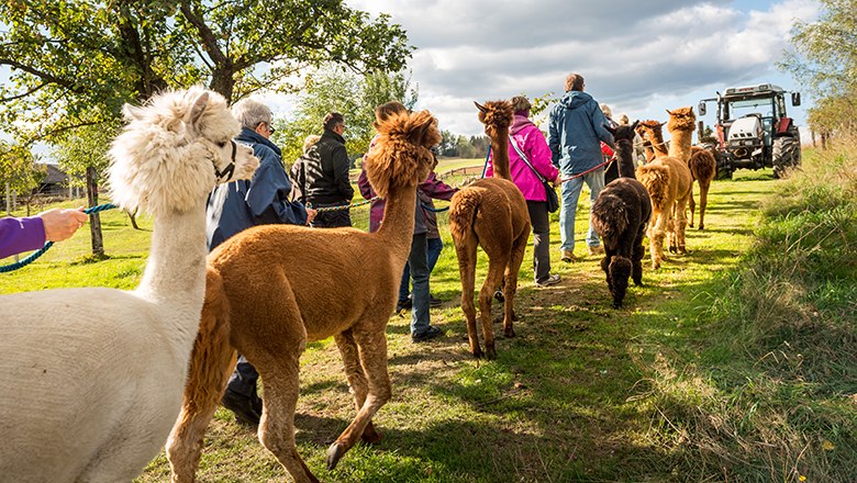 Alpaka-Erlebniswanderung, &copy; Sonnseitnhof