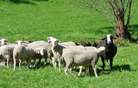 Eine Gruppe von Schafen, darunter ein schwarzes Schaf, steht auf einer gr&uuml;nen Wiese.