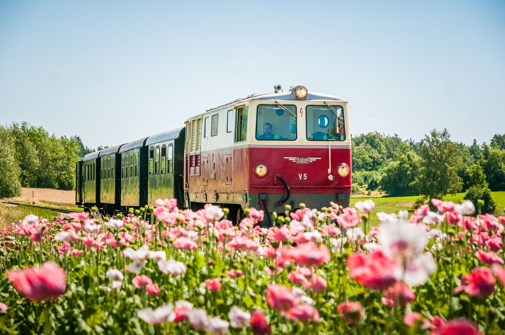 Ein nostalgischer Zug fährt durch ein Meer aus bunten Blumen, während die Sonne am klaren Himmel strahlt. Die sanften Hügel im Hintergrund laden zu einem unvergesslichen Ausflug in die Natur ein. Hier wird der Sommer in seiner schönsten Form erlebbar.