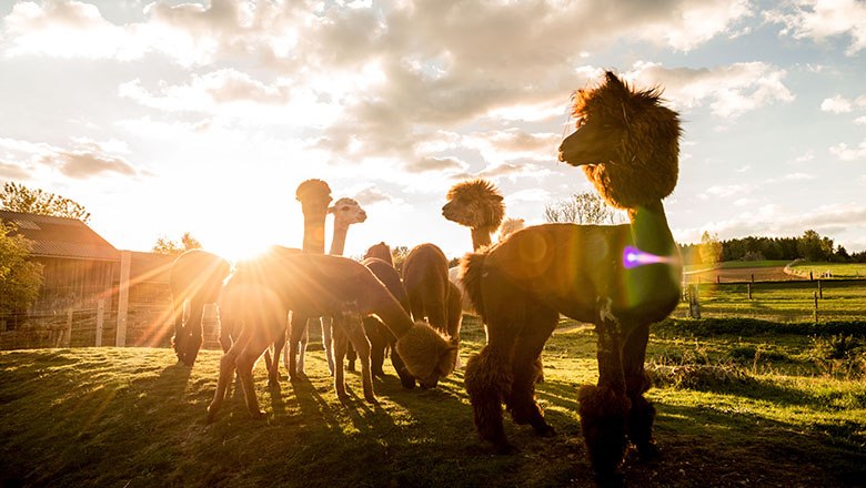 Alpakas werden bei Dämmerung von der Sonne beleuchtet