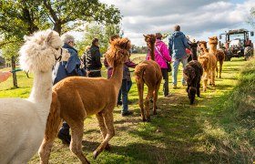 Alpaka-Erlebniswanderung, &copy; Sonnseitnhof
