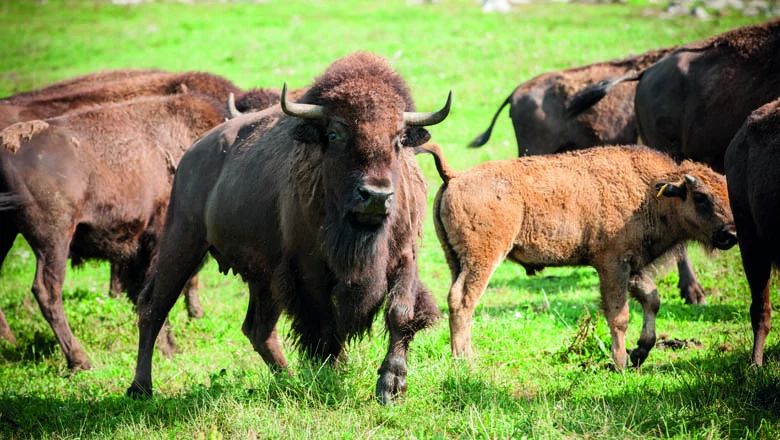 Mehrere Bisons auf einer grünen Weide, darunter ein Jungtier neben einem ausgewachsenen Tier.